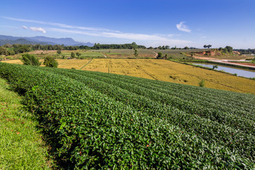 Tea plantation blue sky background
