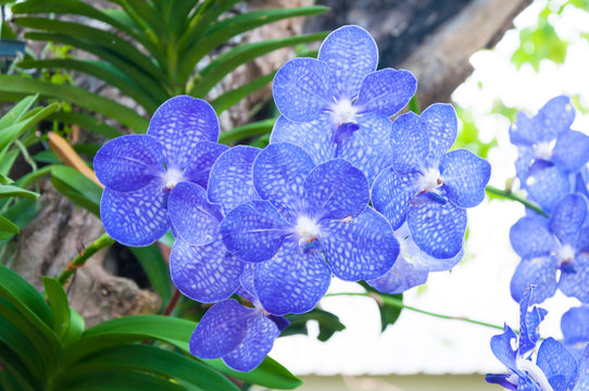 Beautiful orchid flowers blue Hybrid Vanda are blooming in the garden