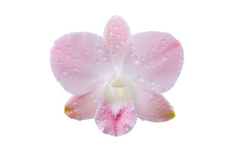 Naklejka na ściany i meble orchid isolate on white background.