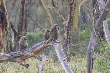 Baboon with a view