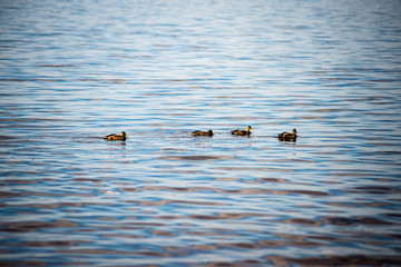 suspicious ducks is playing in the water