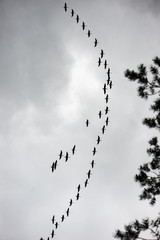 birds flying in formation