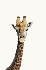 Obraz premium Portrait of giraffe over white background