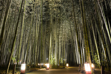 Fototapeta premium Lantern lights on a pathway in a bamboo grove during Arashiyama Hanatouro festival in Japan