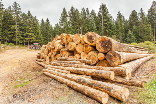 exploitation foresti&egrave;re en Auvergne, France 