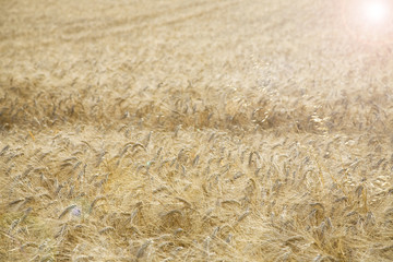 Field of Wheat in morning sunshine