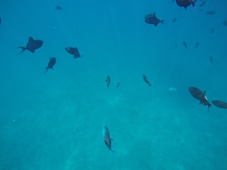 poissons bleus - bora bora