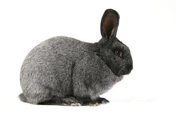 grey rabbit on a white background 