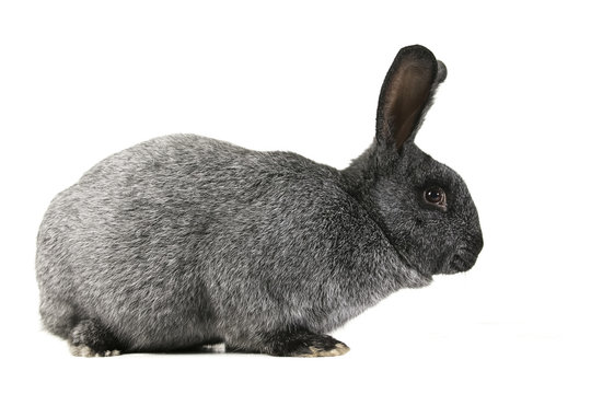 grey rabbit on a white background  