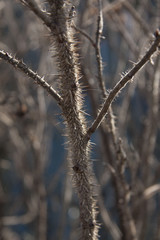 Thorny branches