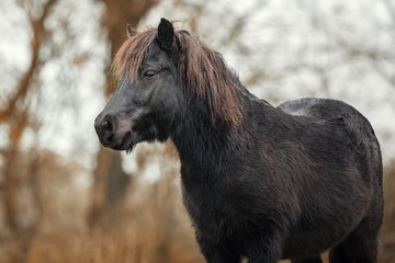 Little black Shetland pony