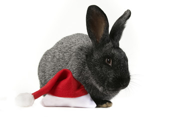 Naklejka premium a baby rabbit with a christmas hat 