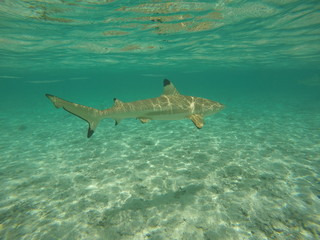 Fototapeta premium requin - bora bora