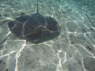 raie pastenague - bora bora © Magalice