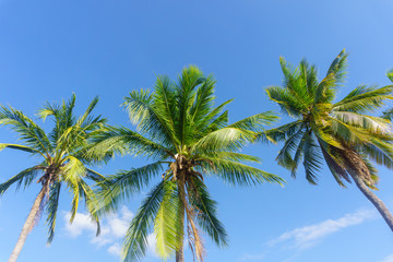Obraz na płótnie Canvas Tall coconut trees in the background blue color.