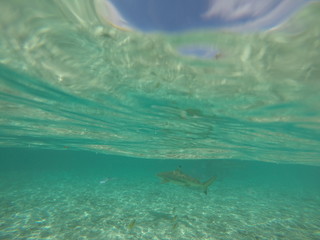 Fototapeta na wymiar requin - bora bora