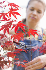 Female gardener clipping maple branch © MDBPIXS