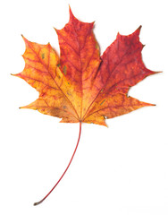 Maple leaf isolated on white background.