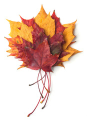 Maple leaves isolated on white background.