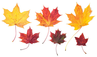 Maple leaves isolated on white background.