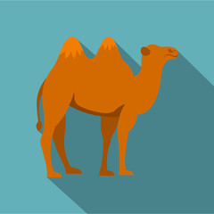 Camel icon. Flat illustration of camel vector icon for web