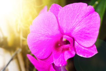 purple Orchid flower