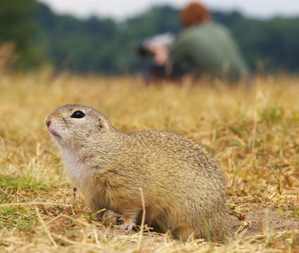 Ground Squirrel with Photographer on Background