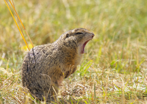 Yawning Ground Squirrel
