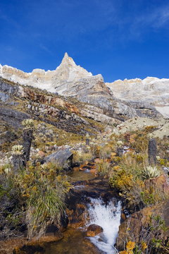 Frailejon plants (Espeletia) in El Cocuy National Park, Colombia