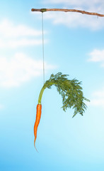 Dangling Carrot From Stick