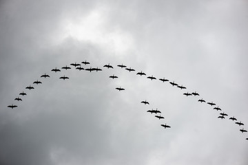 birds flying in formation