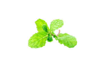 mints leaves on white background