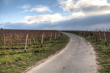 Fototapeta na wymiar Autumn landscape with the vineyards of Hochheim in Germany 