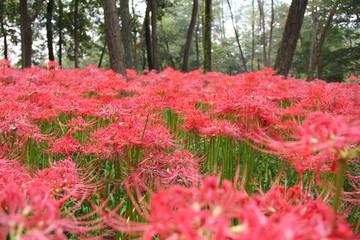 ヒガンバナ(巾着田)