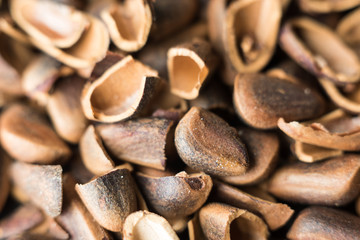 Natural light background of cedar nut shell for food design