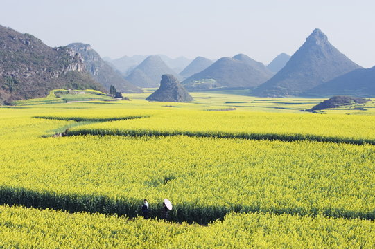 A couple walking through fields of rapeseed flowers in bloom in Luoping, Yunnan Province, China