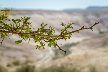 Branch of Acacia tree on a blurred background