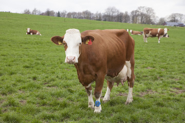 Fototapeta na wymiar happy cows on a meadow in germany