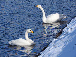 池の白鳥