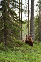 European brown bear in forest. Wild bear. Finland.