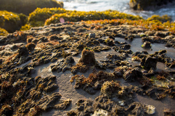 Waves break on the rocky beaches of Arambol in India.