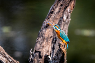 Common Kingfisher