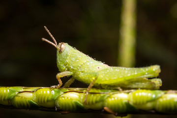 Grasshopper on nature leaves as background