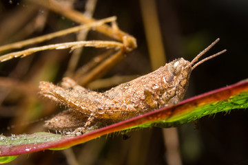 Grasshopper on nature leaves as background