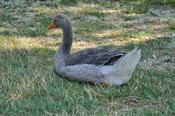 Farmed white goose standing on grass