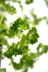 Close-up of fresh parsley - studio shot