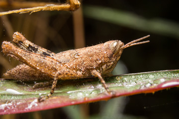 Grasshopper on nature leaves as background