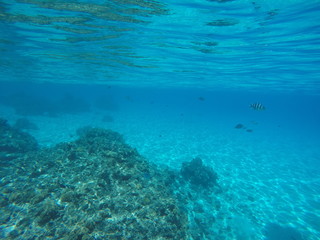 Fototapeta na wymiar poissons de lagon - bora bora