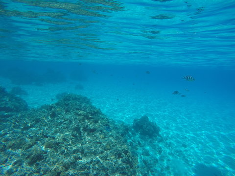 poissons de lagon - bora bora