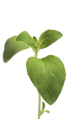 Fototapeta premium Fresh oregano on white background
